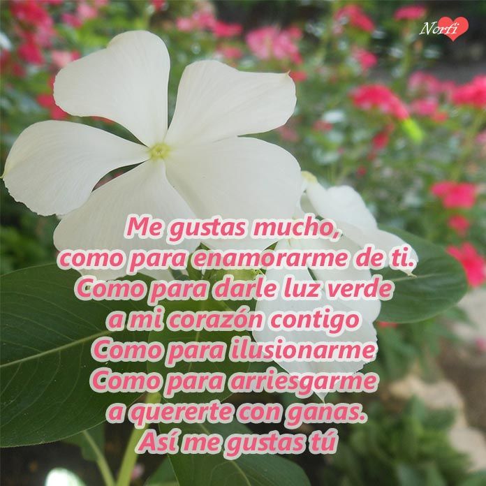 Poemas de Amor para la Chica que te Gusta: Expresa tus Sentimientos poemas para la nina que te gusta